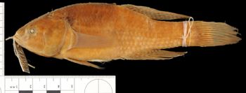 Media type: image;   Ichthyology 13372 Aspect: lateral